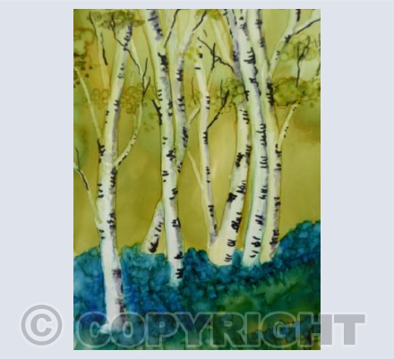 Birches in Bluebells