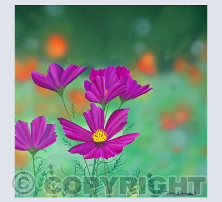 Purple Cosmos