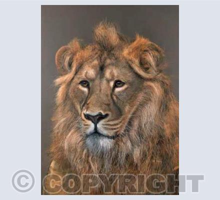 Asiatic Lion Card
