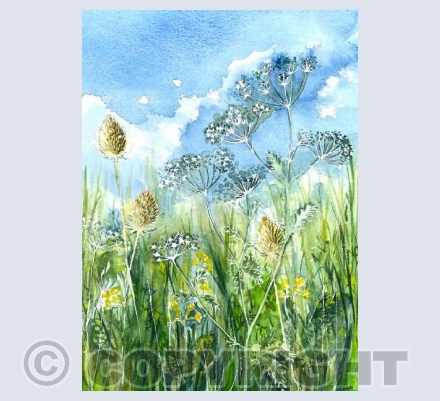 Summer meadow