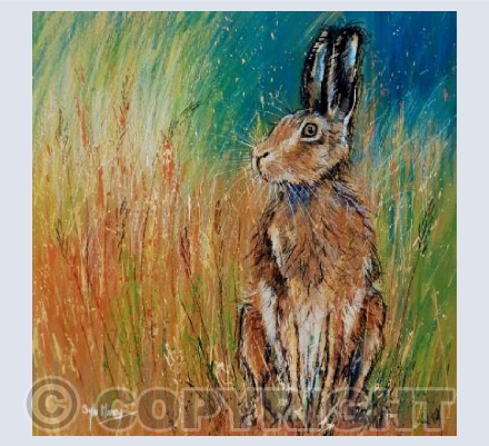 Hiding Hare
