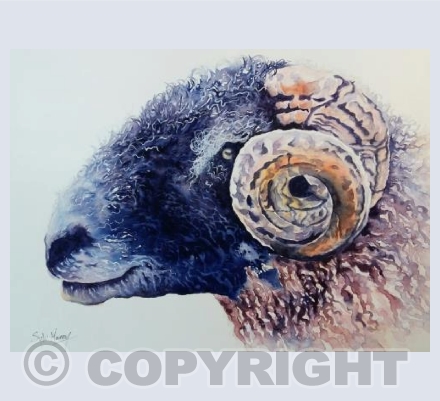 A handsome ram