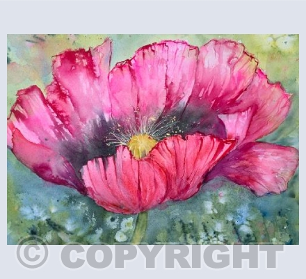 Passionate poppy