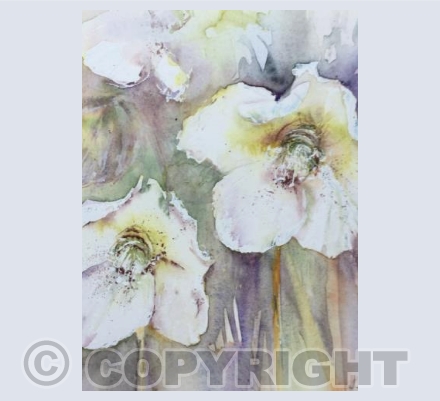 Hellebores 