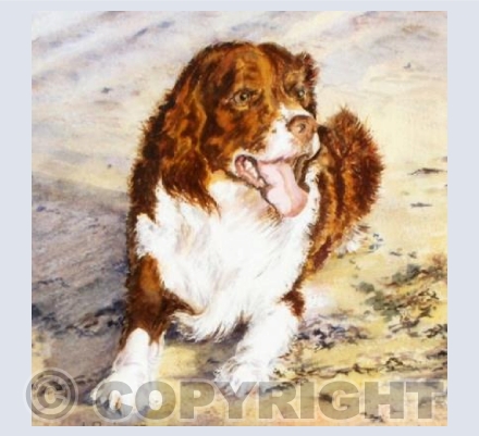 Dukie