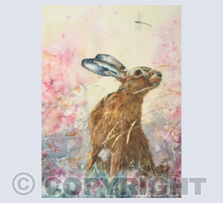 Summer’s Hare