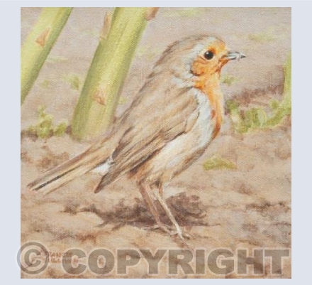 Garden Robin Bird Card