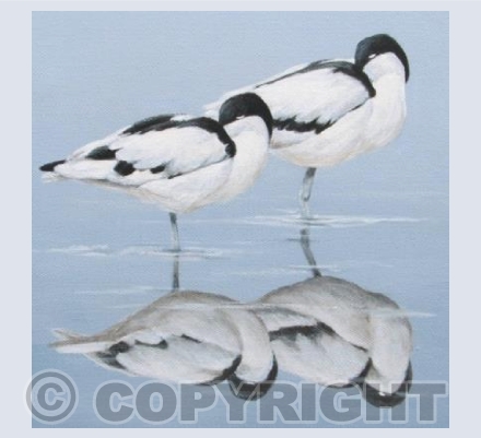 Snoozing Avocets Bird Card