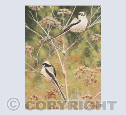 Just Passing By - Long Tailed Tits