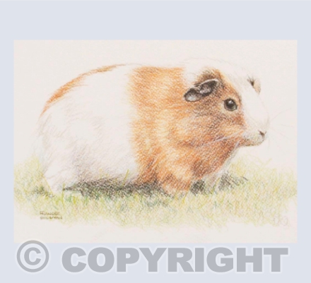 Guinea Pig Friend