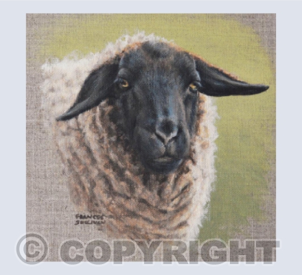 Suffolk Sheep