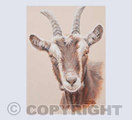 Cheeky Goat
