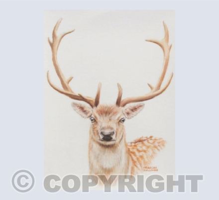 Fallow Buck Deer Stag