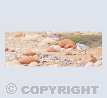 Sanderling Sprint