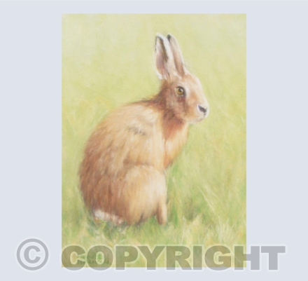 Quietly Sitting Hare