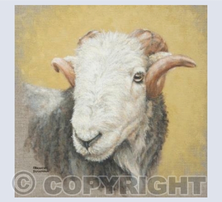 Herdwick Sheep