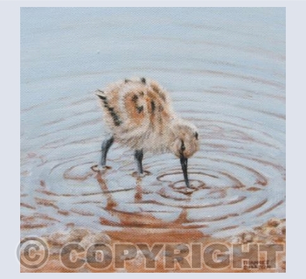 Avocet Chick