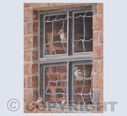 Farm Sparrows