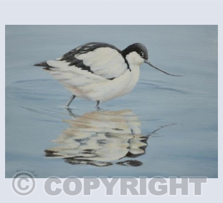Striding Avocets