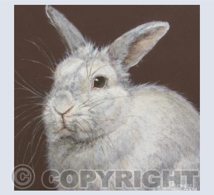 White Rabbit