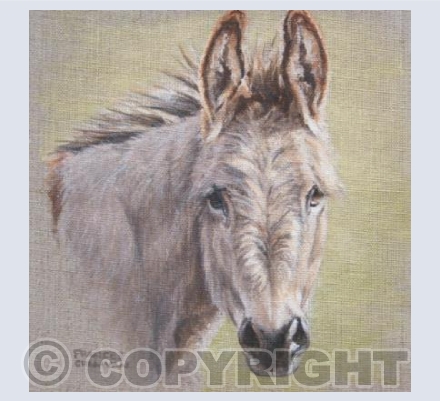 Curious Donkey