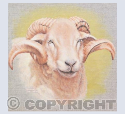 Portland Ram