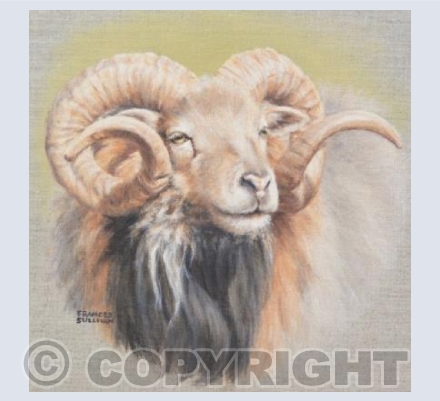 North Ronaldsay Ram