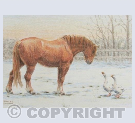Winter Visitors