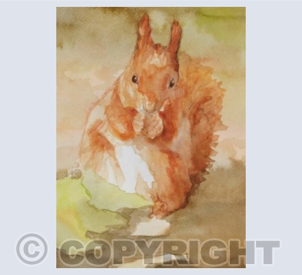 Snack Time - Red Squirrel