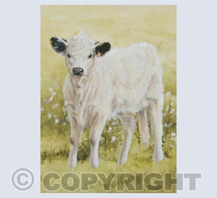 White Park Calf