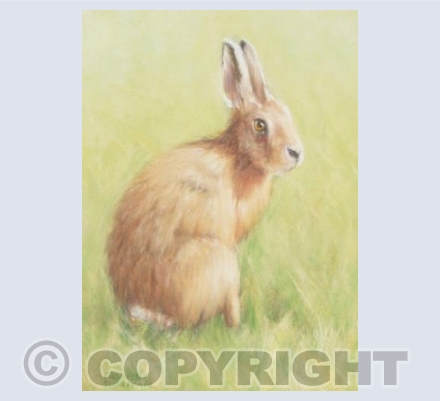 Quietly Sitting Hare