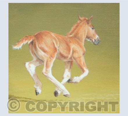Suffolk Horse Foal Flying Along