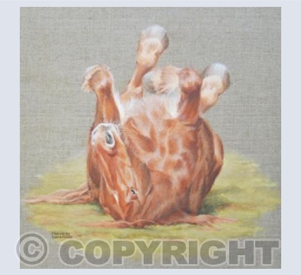 Rolling Suffolk Punch Horse