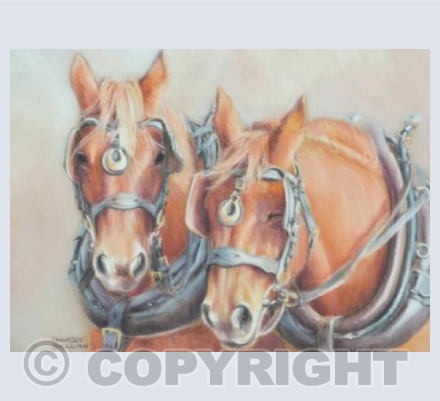 Power Nap - Suffolk Punch Horses