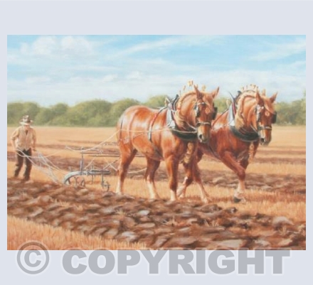 Suffolk Punch Horses Ploughing a Straight Furrow