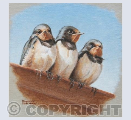 Swallow Fledglings Waiting for Mum