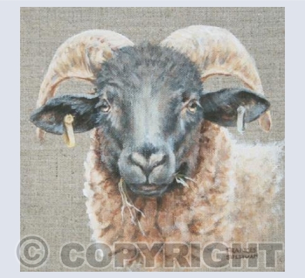 Norfolk Horn Sheep