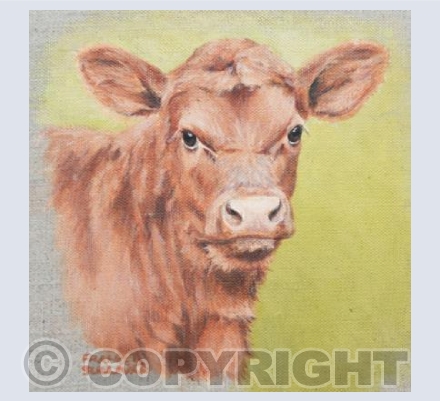 Young Red - Red Poll Calf