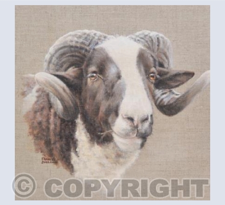 Cool Dude - Jacob Sheep Ram