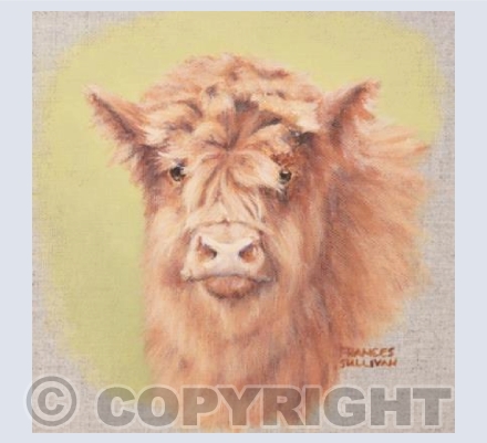 Fluffy Highland Calf