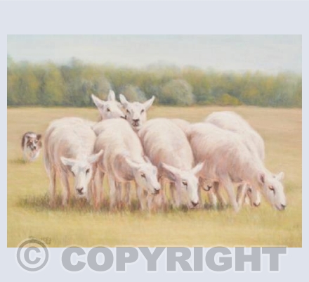 Sheepdog Fetching the Sheep