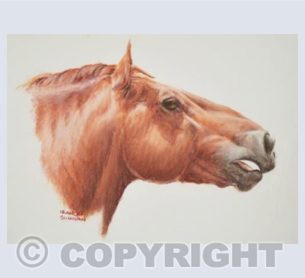 Suffolk Song - Suffolk Punch Horse Neighing