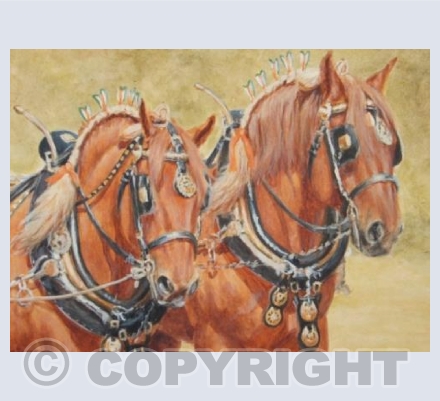 Smart Suffolk Punch Horses