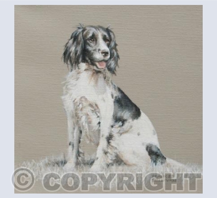 Springer Spaniel