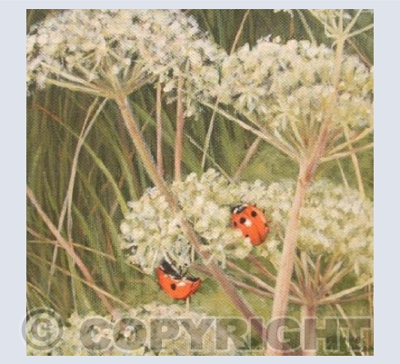 Two Times Seven Spots - Ladybirds