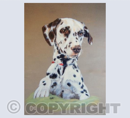 Dalmation