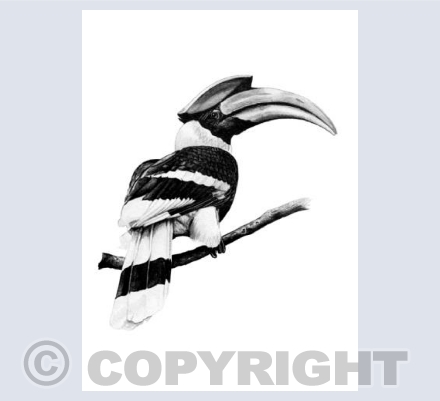 Great Hornbill