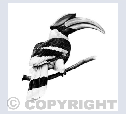 Great Hornbill 