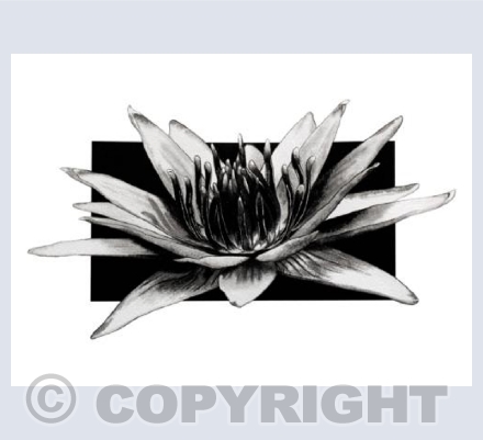 Water Lily