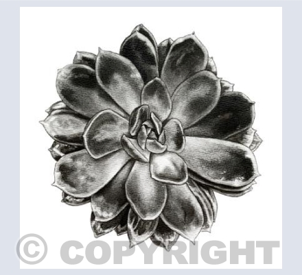 Succulent 2